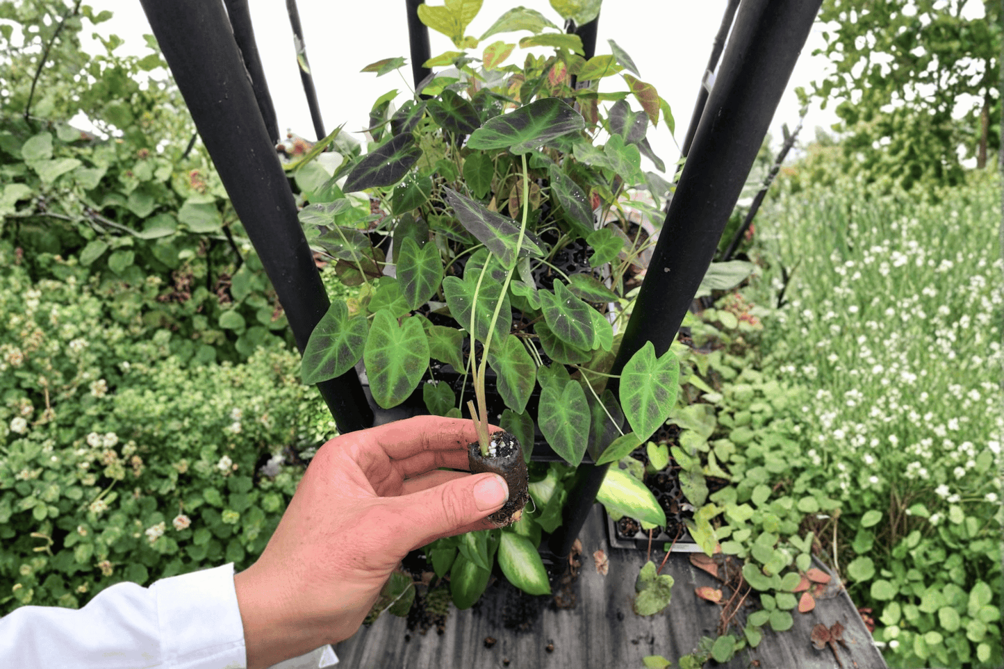 2 Colocasia 'Illustris' Starter Plants – Live Elephant Ear Plants