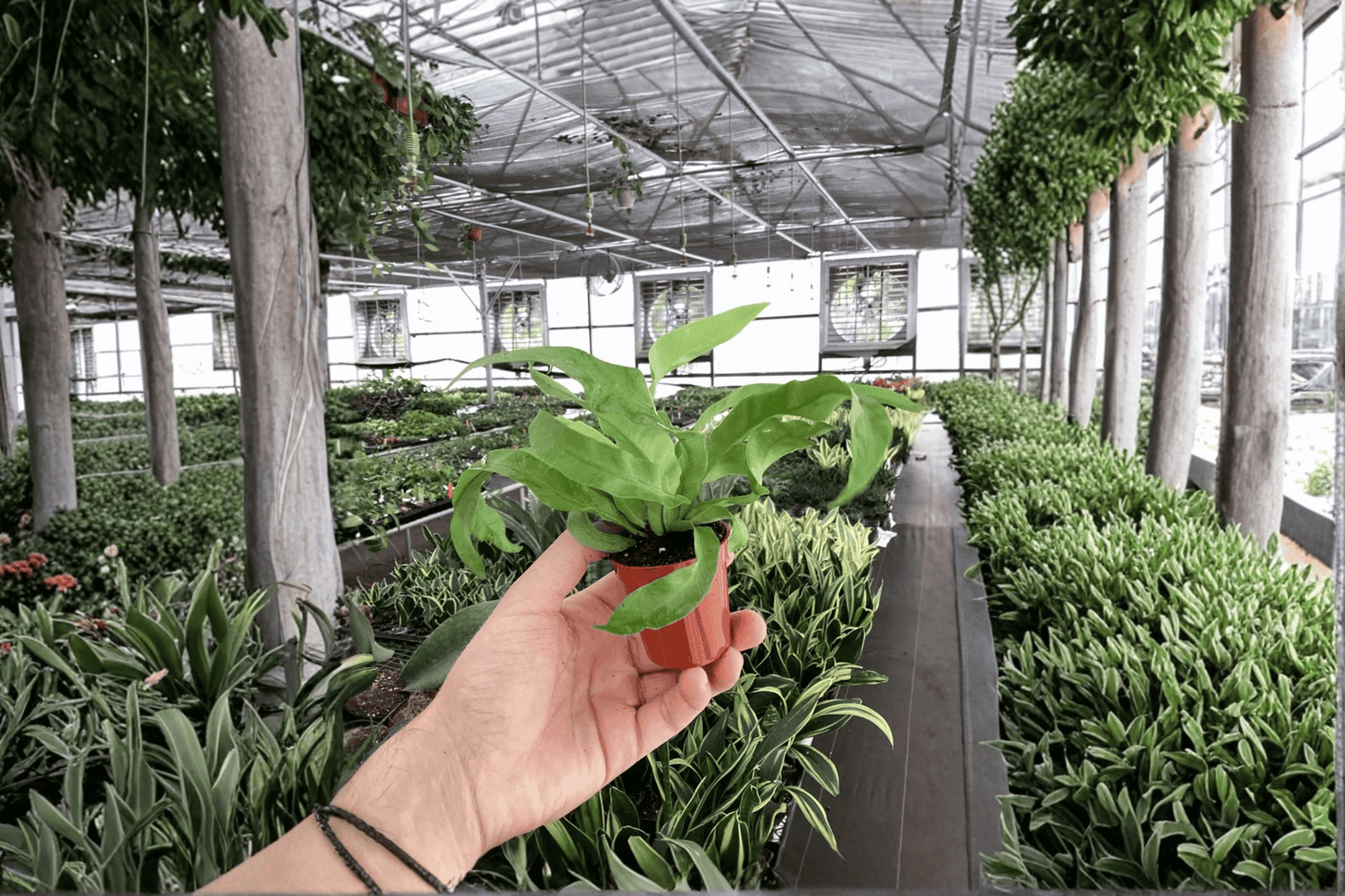 2 Asplenium antiquum 'Hurricane' Fern Starter Plants in 2-Inch Pots