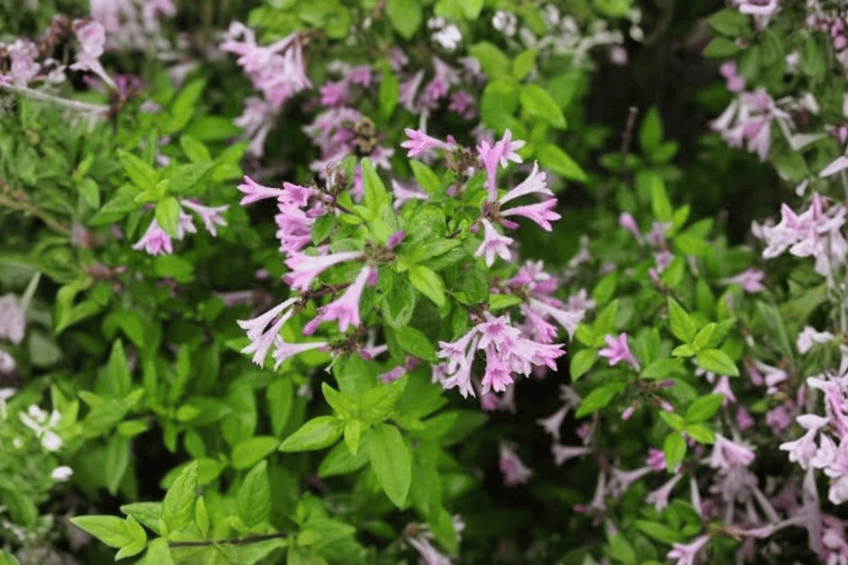 Leptodermis 1 Live Fragrant Flowering Shrub, 2 Gallon Pot, 10 Inches – Leptodermis oblonga
