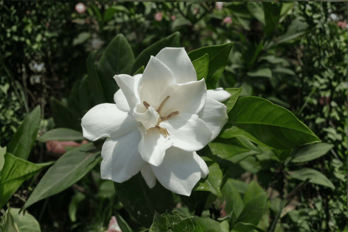 Summer Snow Gardenia 1 Live Shrub – Gardenia jasminoides ‘Summer Snow’ – 1 Gallon Pot