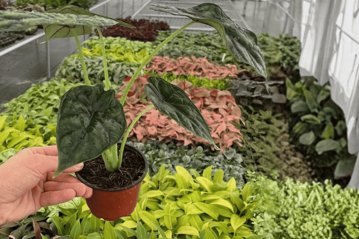 2 Alocasia Dragon Scale Live Plants – 4-Inch Pot – Alocasia baginda