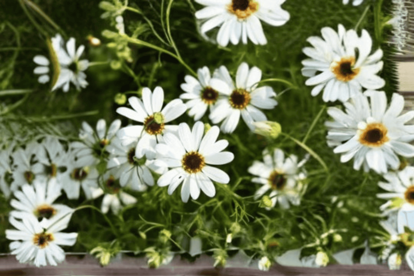 Surdaisy White Swan River Daisy 1 Live Plant – 4-Inch Pot – Brachyscome Hybrid ‘Surdaisy White’