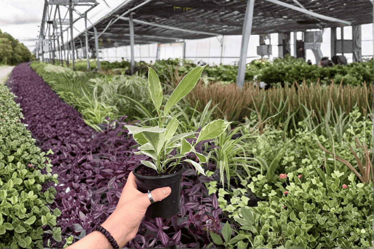 Ficus Tineke 2 Exact Live Plants – Ficus elastica ‘Tineke’ Specific 4” Size Bare Root