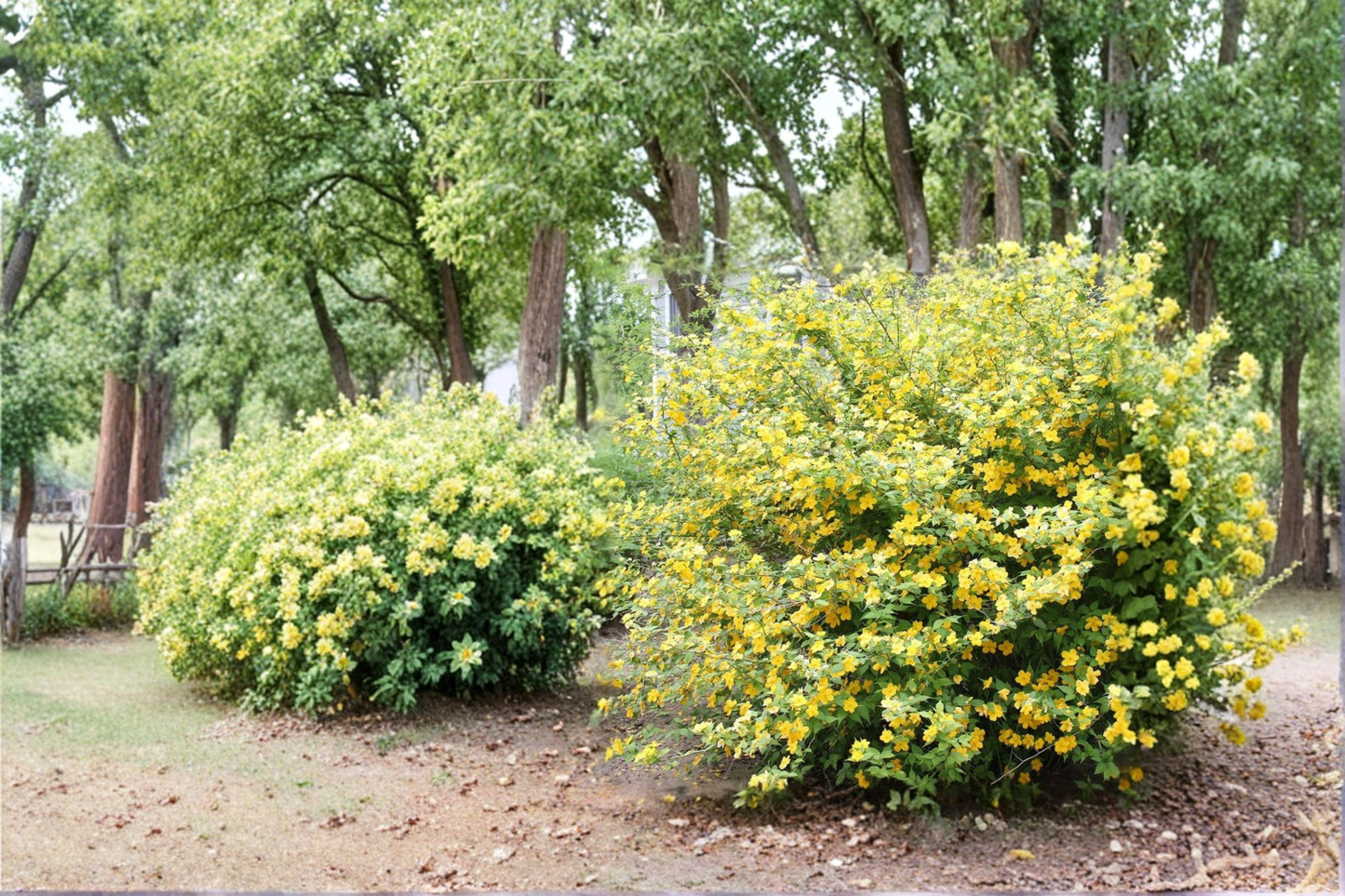 Golden Guinea Japanese Kerria Live Plant 4 Inch Pot – Kerria japonica Large Yellow Flowering Shrub Spring Bloom Garden Plant