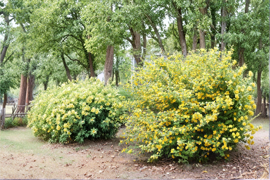 Golden Guinea Japanese Kerria Live Plant 4 Inch Pot – Kerria japonica Large Yellow Flowering Shrub Spring Bloom Garden Plant