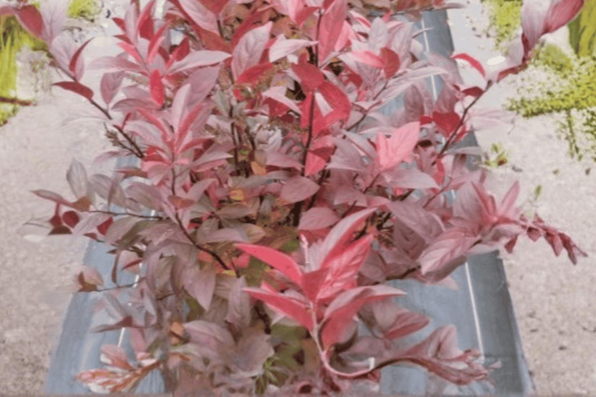Fountains of Rouge Sweetspire 1 Live Flowering Shrub, 3 Gallon Pot – Itea ‘Fountains of Rouge’