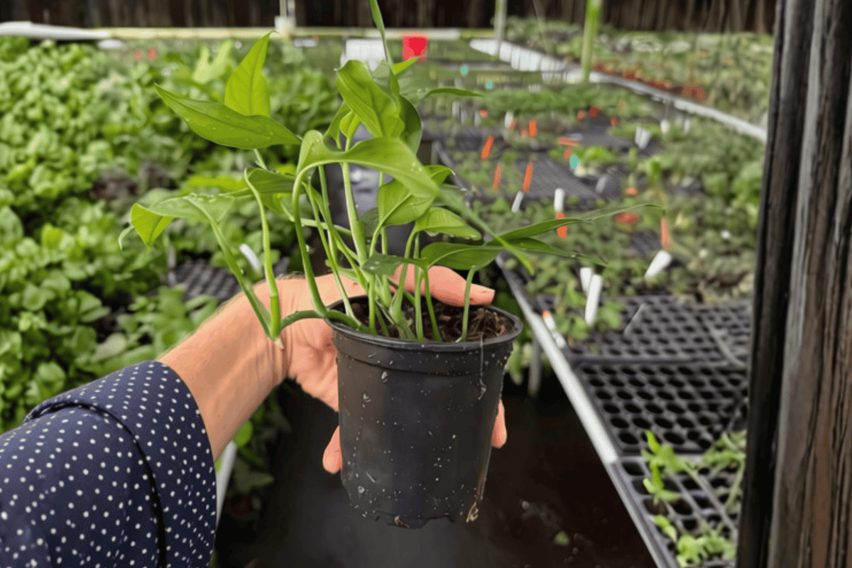 Baltic Blue Pothos 2 Live Plants – 4-Inch Pots – Epipremnum pinnatum ‘Baltic Blue’