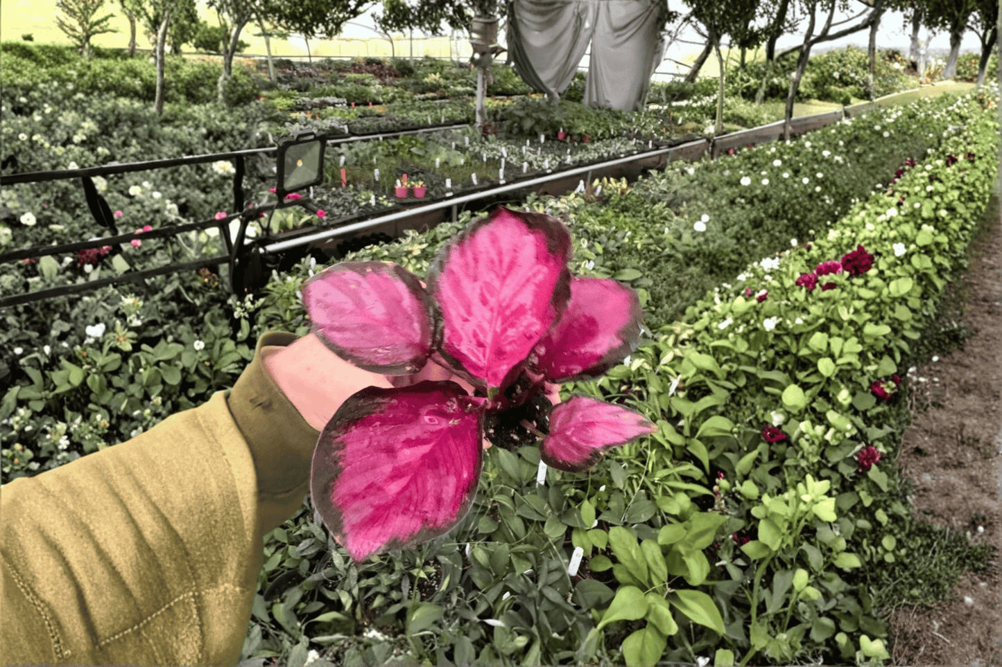 Calathea Purple Rose 2 Live Starter Plants – 2-Inch Pot Size – Goeppertia Cultivar