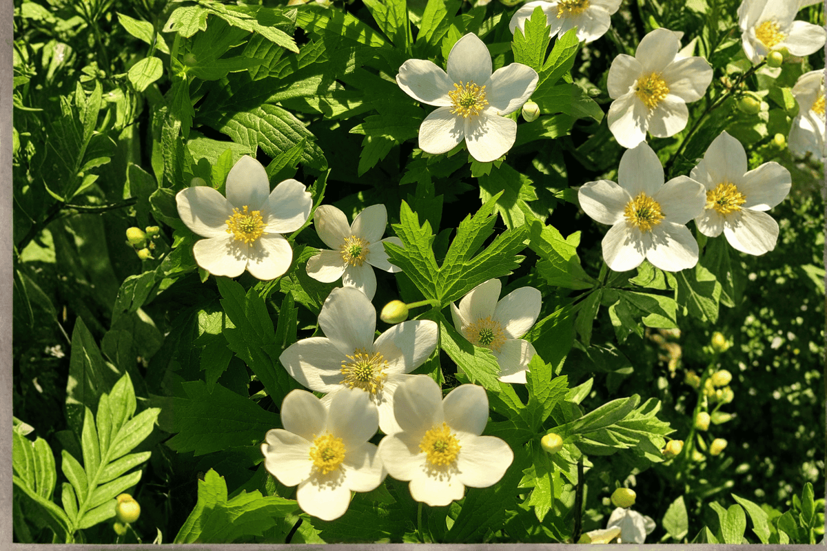 Honorine Jobert Windflower 1 Live Perennial, 1 Gallon – Anemone × hybrida ‘Honorine Jobert’