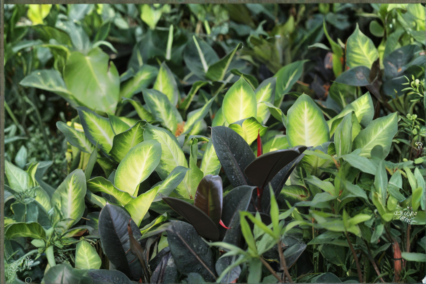 Dieffenbachia 'Marianne' Live Tropical Plant in 6-Inch Pot – Dieffenbachia seguine
