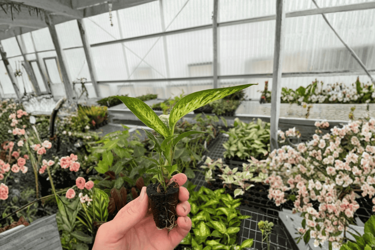 2 Dieffenbachia Starbright Starter Plants – 2” Pot Size – Dieffenbachia ‘Starbright’
