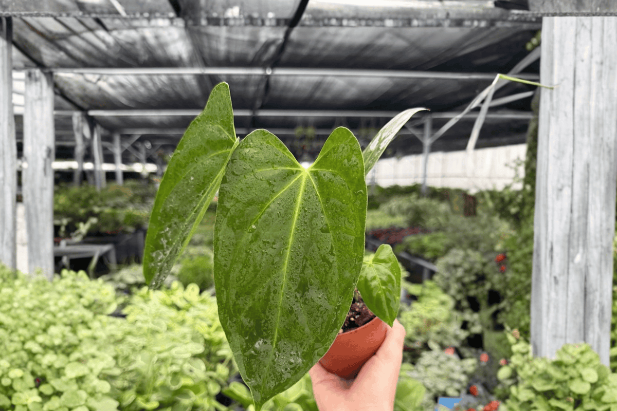 Anthurium Hoffmannii × Red Gunsal 2 Exact Live Plants – 4-Inch Pots – Anthurium Hybrid