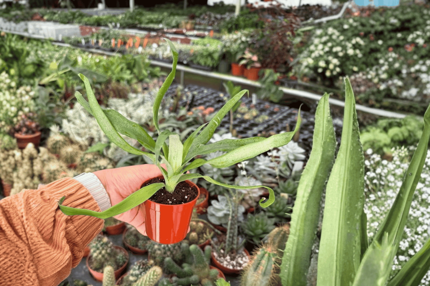 Sugarloaf Pineapple 2 Live Starter Plants – 2-Inch Pots – Ananas comosus