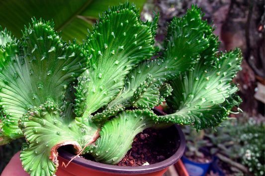 Crested Euphorbia Ammak Live Succulent Plant – Rare Euphorbia ammak (4-Inch Pot Reference)