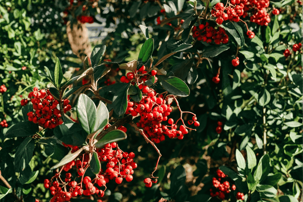 Berry Scape® Red Chokeberry – 1 Live Shrub, Quart Size – Aronia arbutifolia ‘Berry Scape’