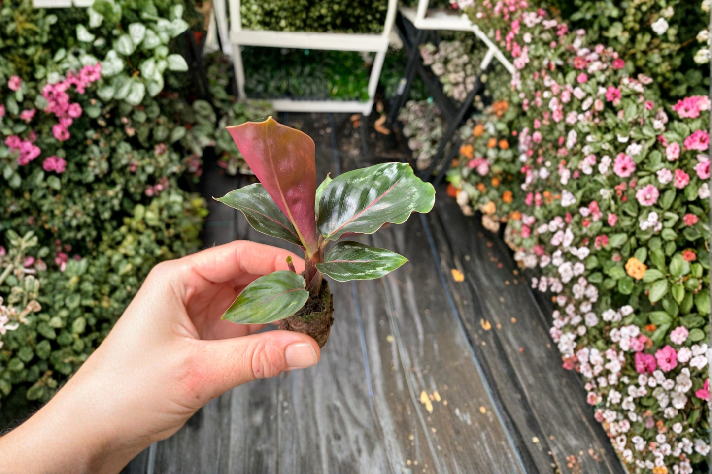 2 Calathea Medallion Live Starter Plants – Bare Root with Soil Pod (Goeppertia veitchiana 'Medallion')