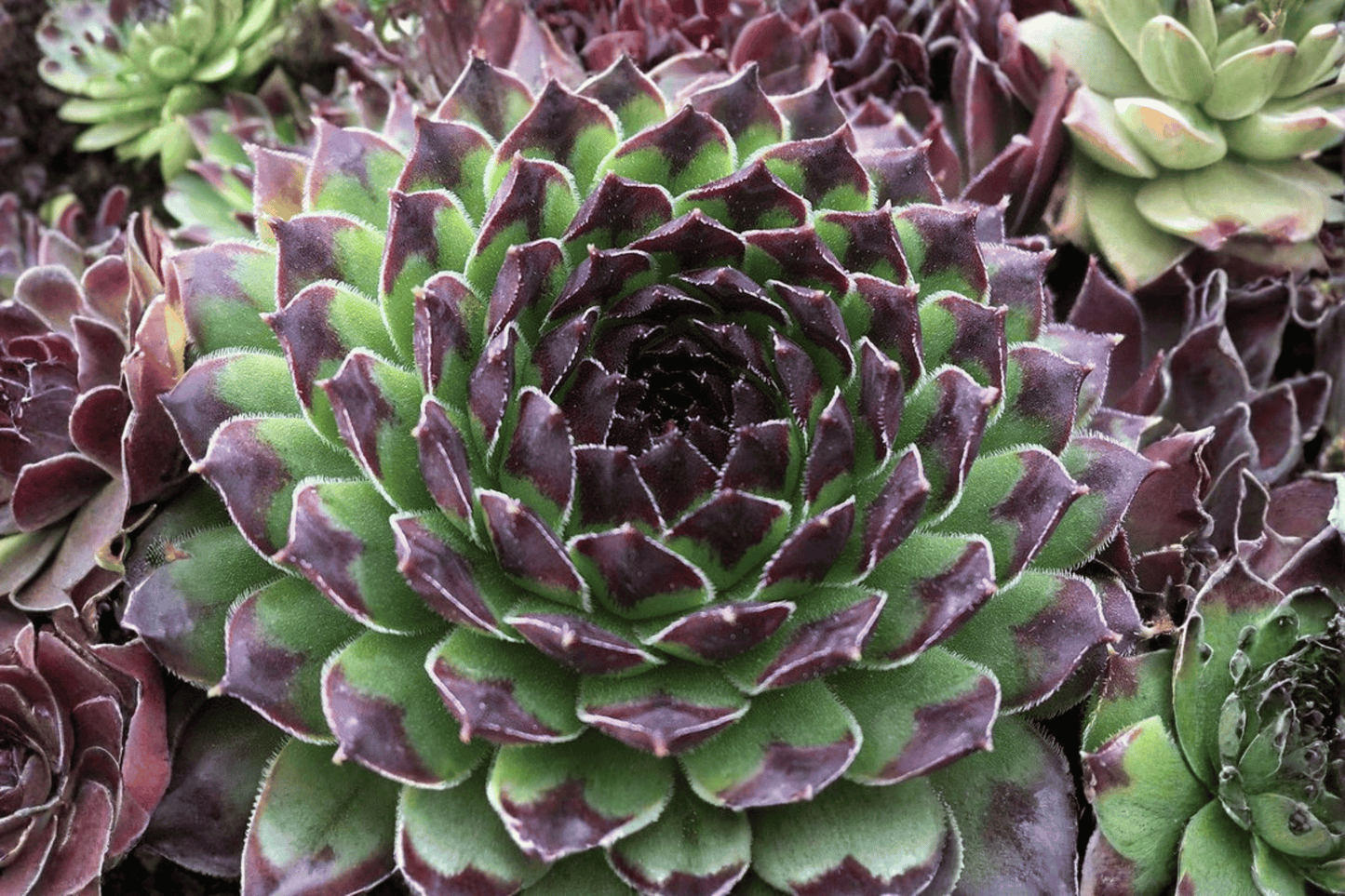 Chick Charms Appletini Hens and Chicks 1 Live Plant – 4-Inch Pot – Sempervivum ‘Appletini’