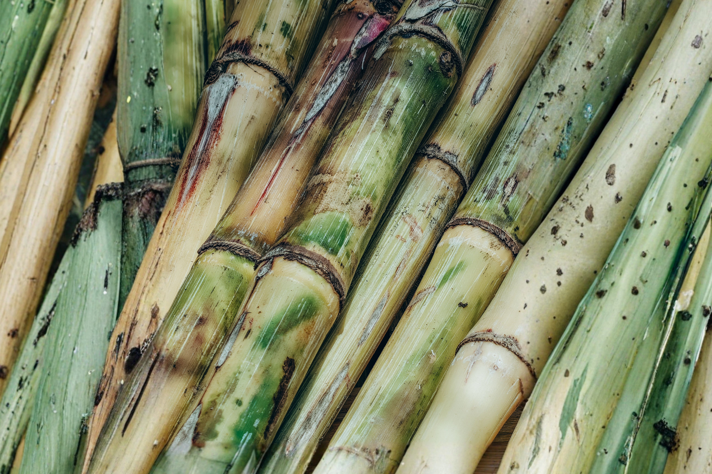 Sugarcane Live Cuttings – 3 Pieces Ready to Grow – Saccharum officinarum