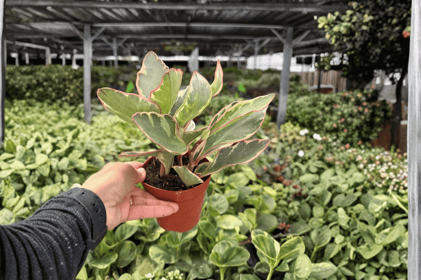 Peperomia ‘Ginny’ 2 Exact Live Plants – Specific 4-Inch Pots – Peperomia clusiifolia