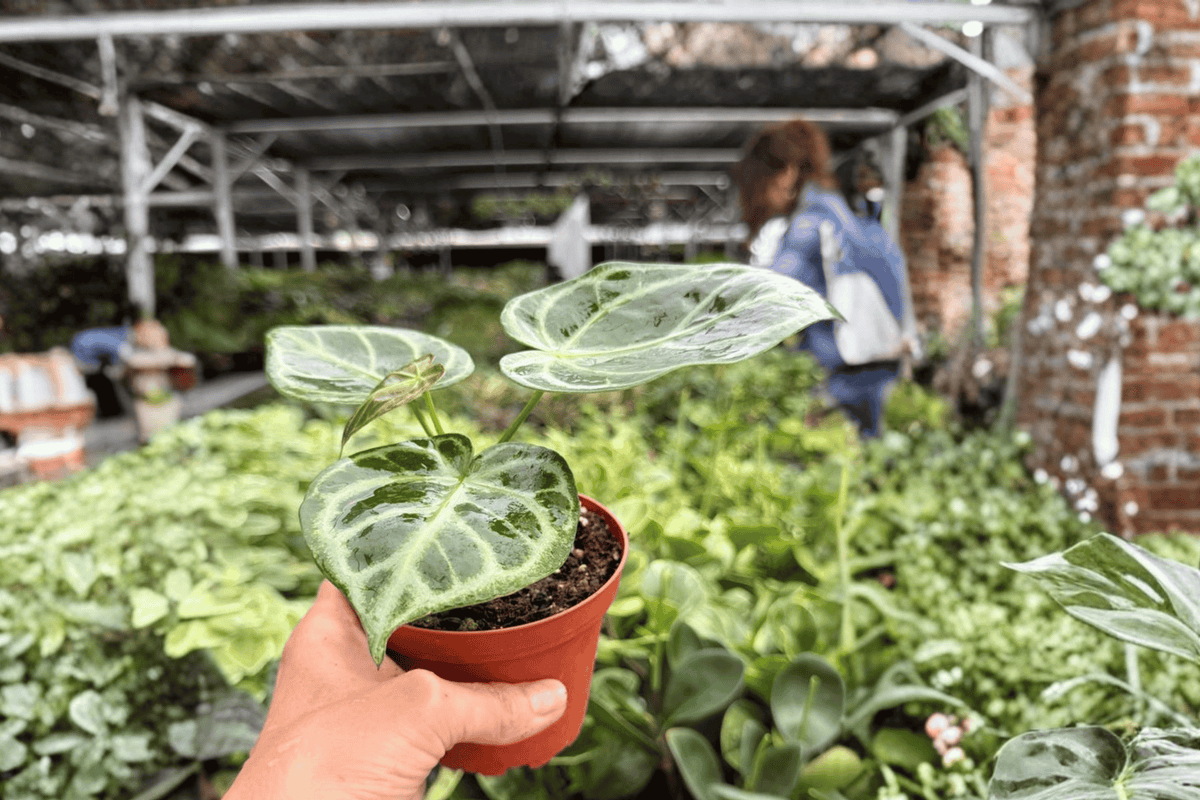 Anthurium Silver Narrow – 2 Exact Live Plants, 4-Inch Size – Anthurium ‘Silver Narrow’