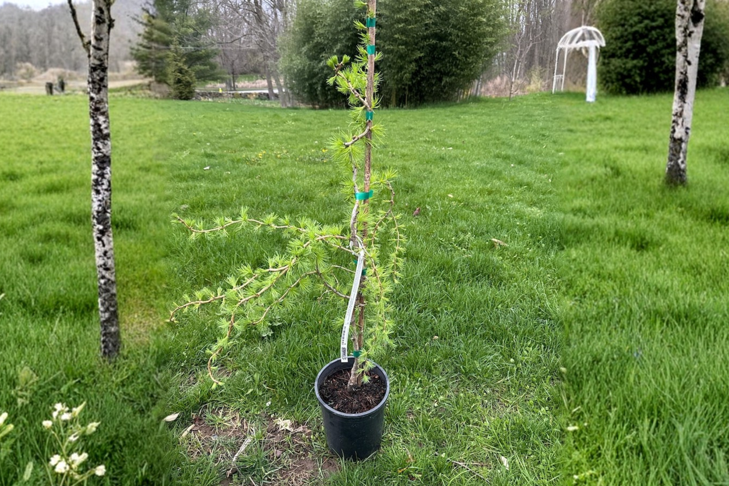 European Larch Bonsai Tree 18” Tall – Larix decidua ‘Horstmann’s Recurved’ Dwarf Conifer in 1 Gallon Pot