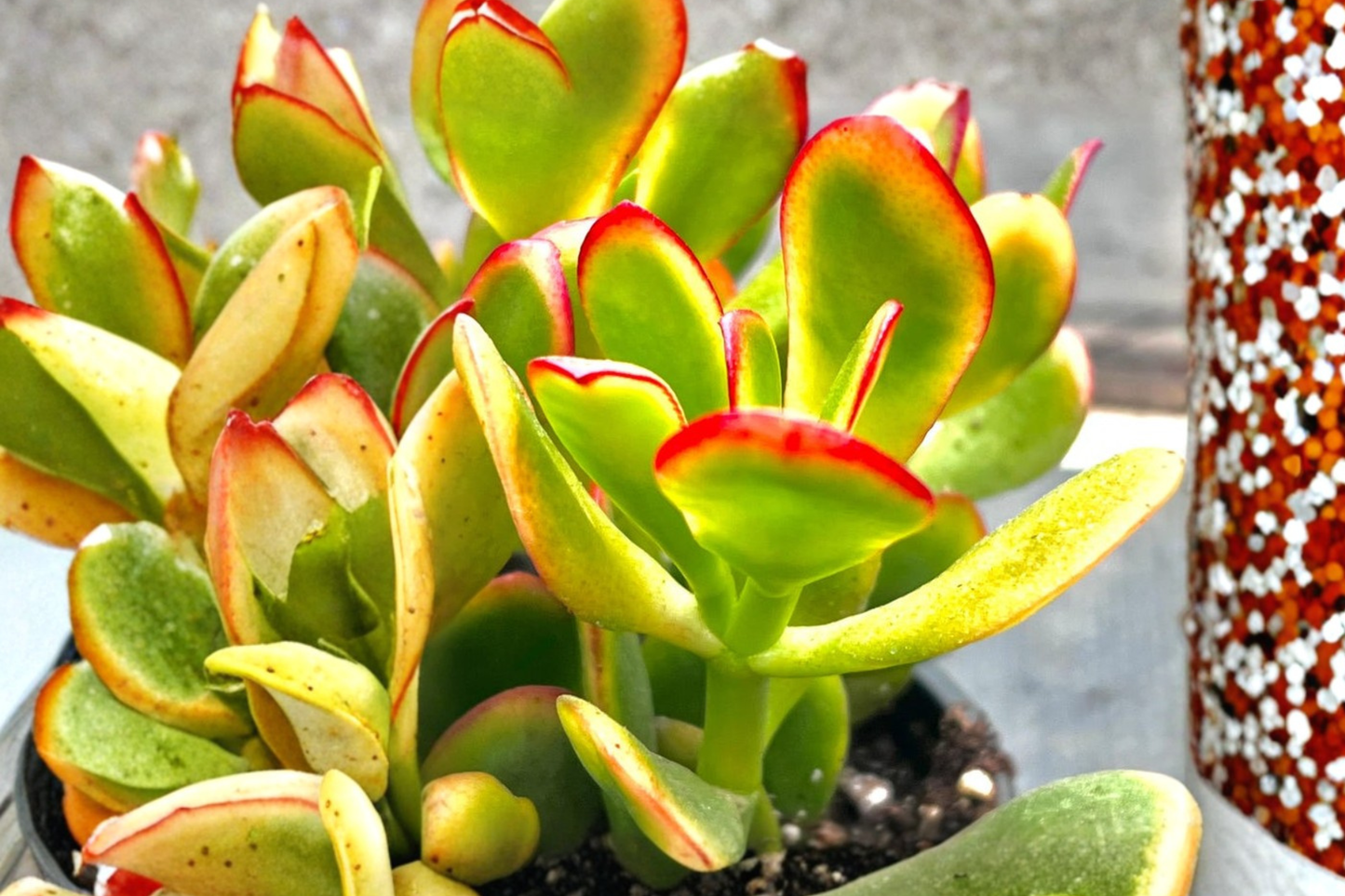 Sunset Jade Live Plant Variegated Crassula Ovata Succulent in 4 Inch Pot Indoor Outdoor Decor Gift
