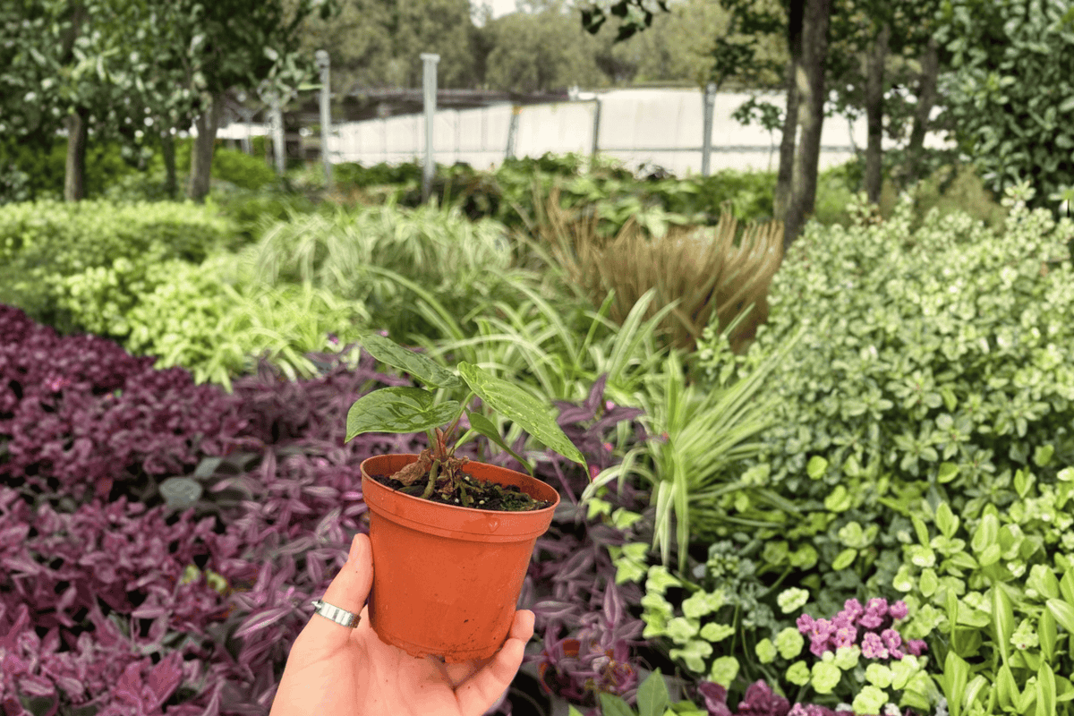 2 Anthurium AOS x Silver Exact Live Plants – Specific Plants in 4” Pots