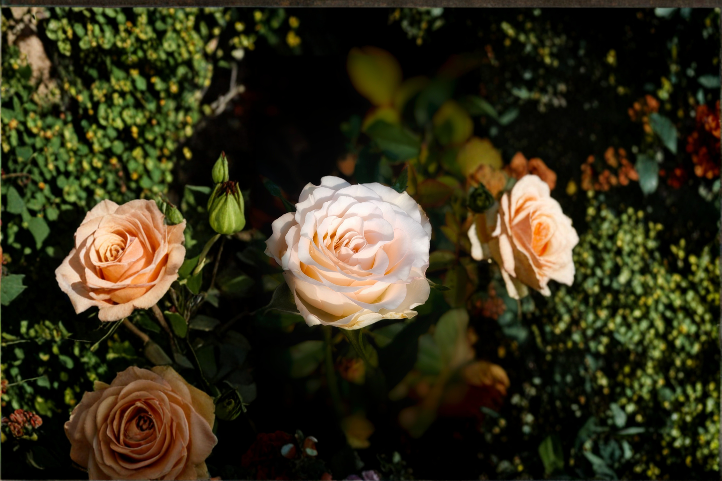 Moonlight in Paris Rose Live Starter Plant – Hybrid Tea Rose Bush
