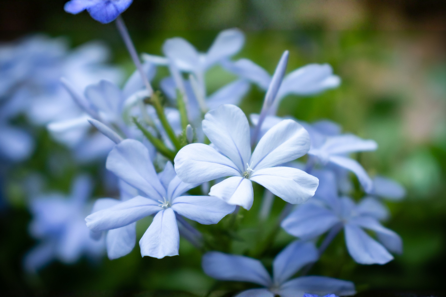 10 Plumbago Imperial Blue Live Seedlings – Plumbago auriculata Flowering Plants
