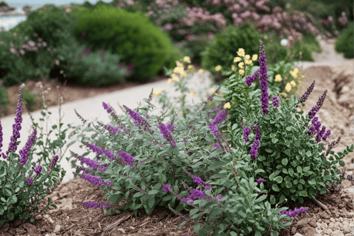 Blue Chip Jr Butterfly Bush Live Plant – 3 Gallon Pot