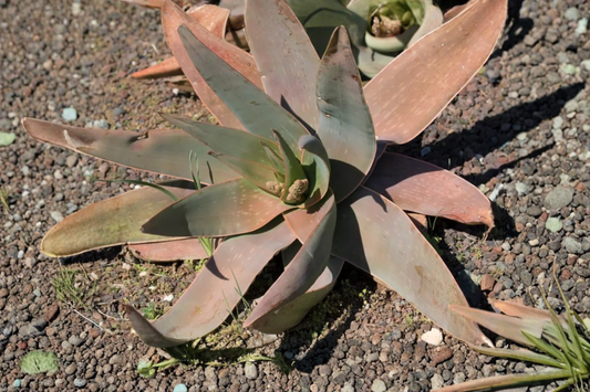 Coral Aloe Live Rooted Plant – 4-Inch Aloe striata Succulent
