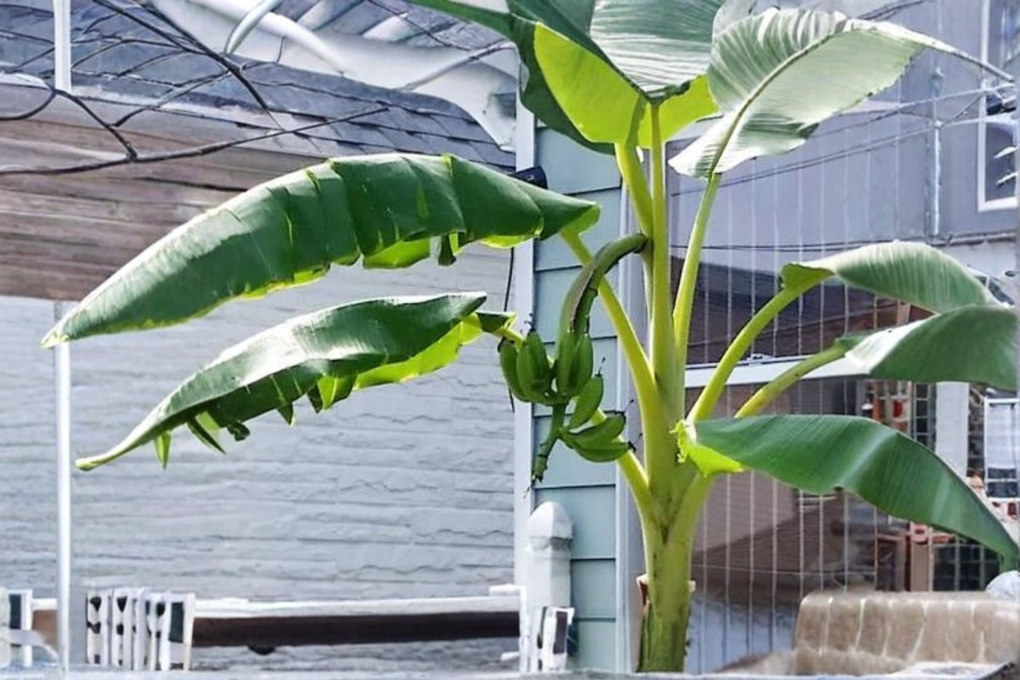 Dwarf Cavendish Banana Live Starter Plant – Musa acuminata ‘Dwarf Cavendish’