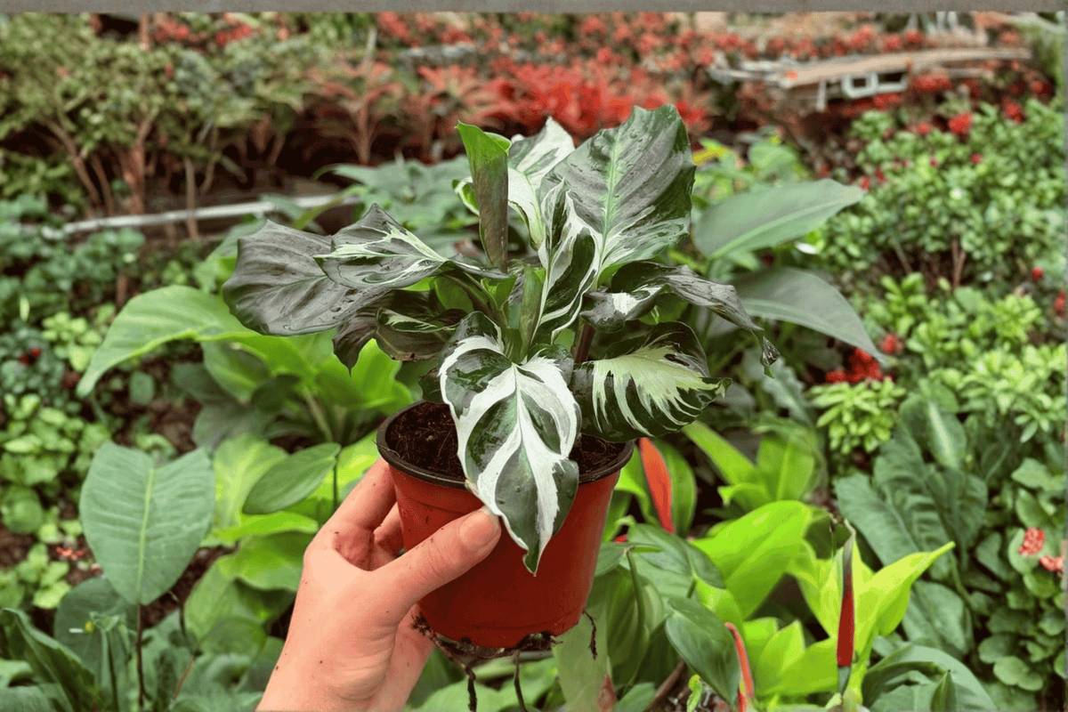 2 Exact Plant Calathea Stella – Specific 4” Pot