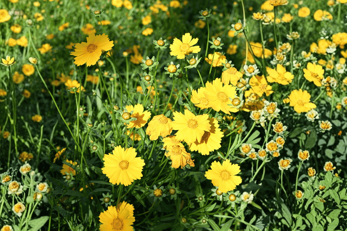 Sunshine Superman Coreopsis 1 Live Plant – Coreopsis ‘Sunshine Superman’ – 1 Gallon Pot