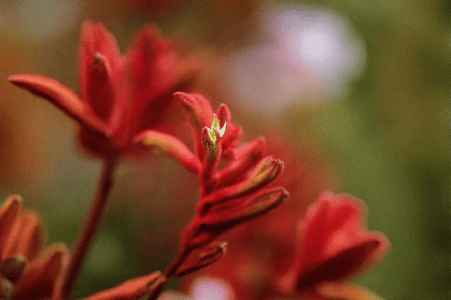 Bush Ranger Kangaroo Paw 1 Gallon Live Plant – Anigozanthos ‘Bush Ranger’