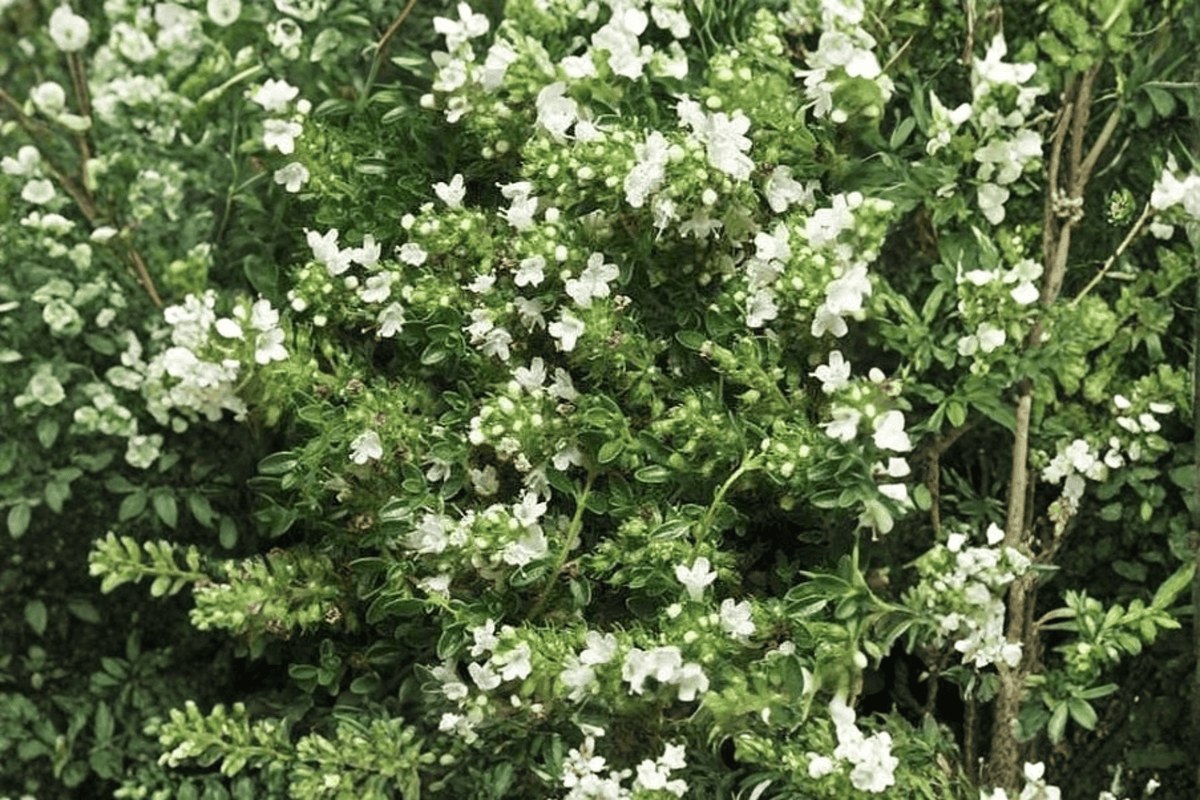 White Creeping Thyme 1 Live Plant – 4-Inch Pot – Thymus praecox ‘Albiflorus’