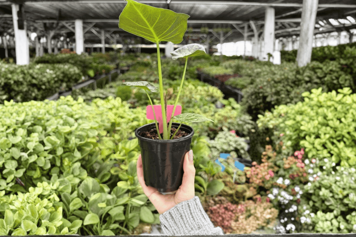 Alocasia Regal Shields 2 Exact Live Plants – Specific 4-Inch Pots – Alocasia ‘Regal Shields’