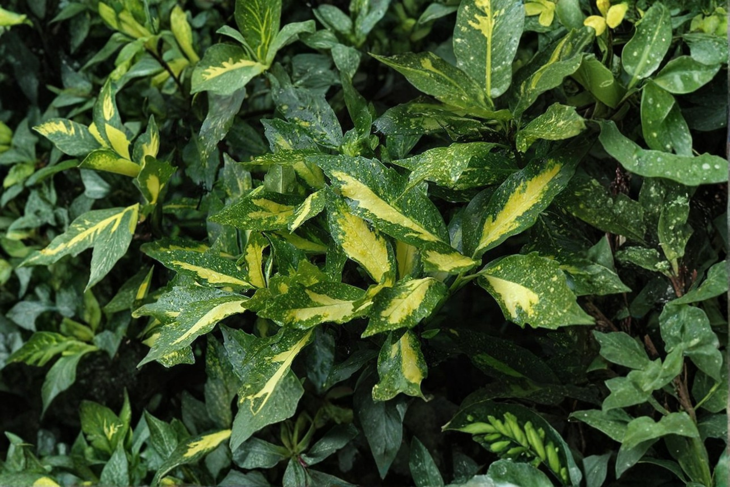 Spotted Laurel Live Plant 3 Gallon Pot – Aucuba japonica Picturata Evergreen Shrub Variegated Shade Garden Plant
