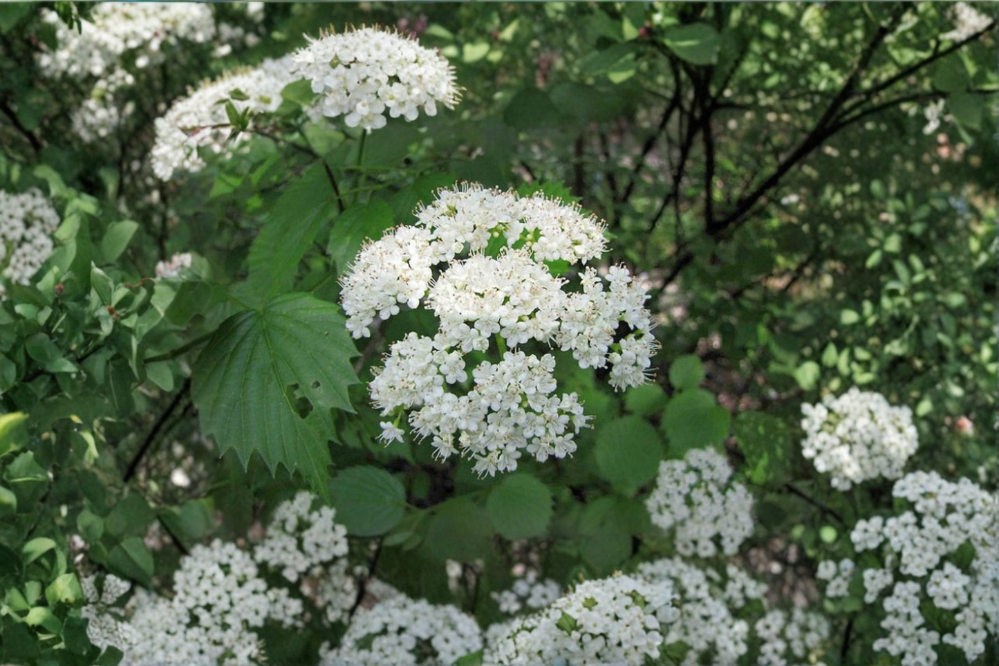 Arrowwood Viburnum Live Plant 1 Gallon Pot – Native Shrub White Flowers Wildlife Garden Hedge Landscaping Plant
