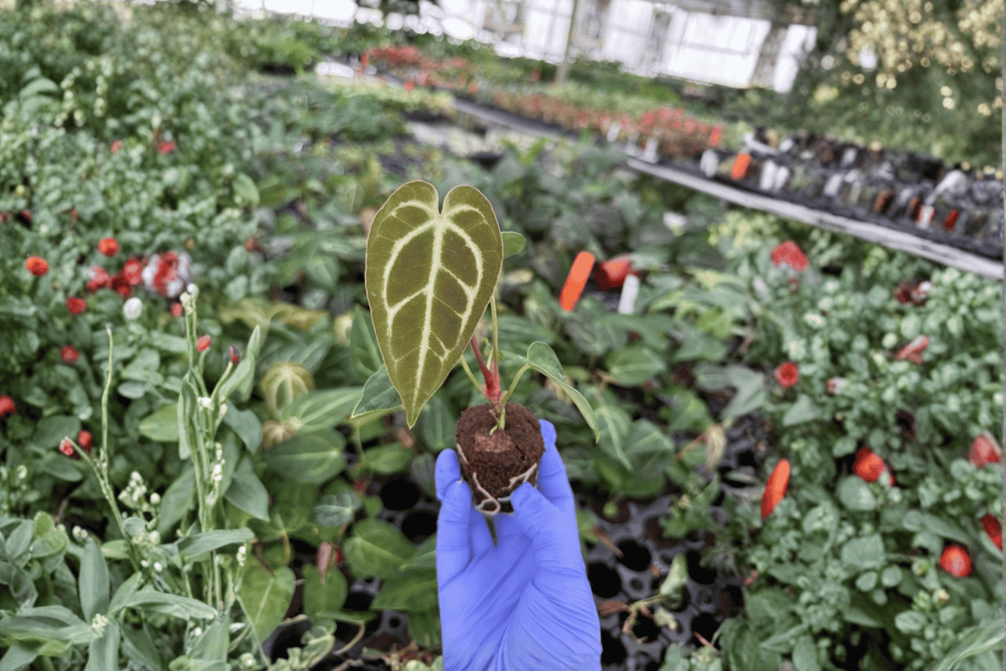 2 Anthurium regale × crystallinum Starter Plants – Bare Root Hybrid Anthurium