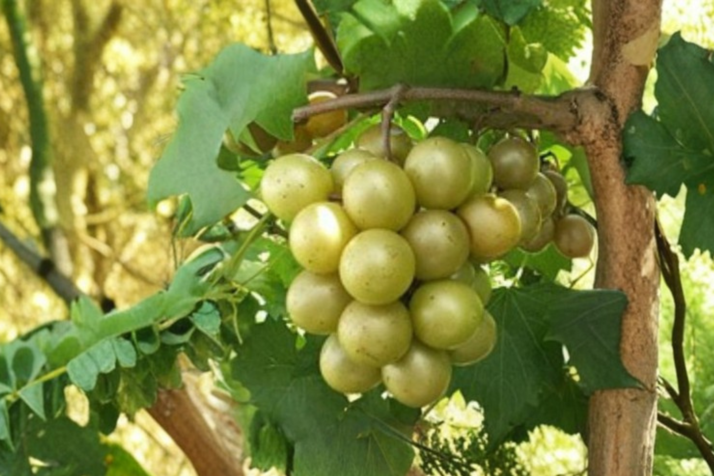 Fry Scuppernong Grape Vine Live Plant 3 Gal – Sweet Muscadine Grape Vine for Home Vineyard, Hardy Climbing Fruit Vine