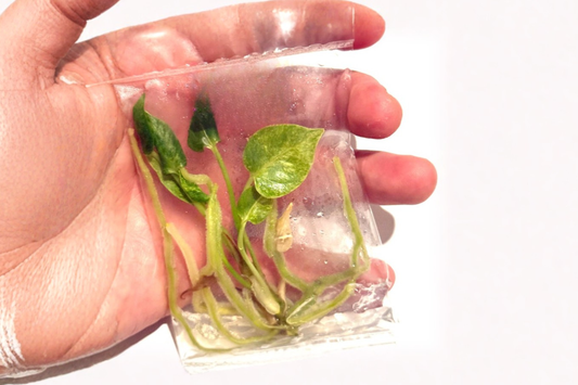 Anthurium Hookeri Variegated Tissue Culture Live Plant Rare Tropical Houseplant in 3 Inch Pot