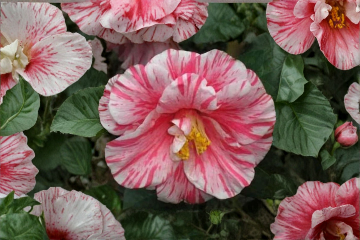 Kick Off Japanese Camellia Live Plant 3 Gallon Pot Pink Flower Evergreen Shrub Garden Landscape Camellia