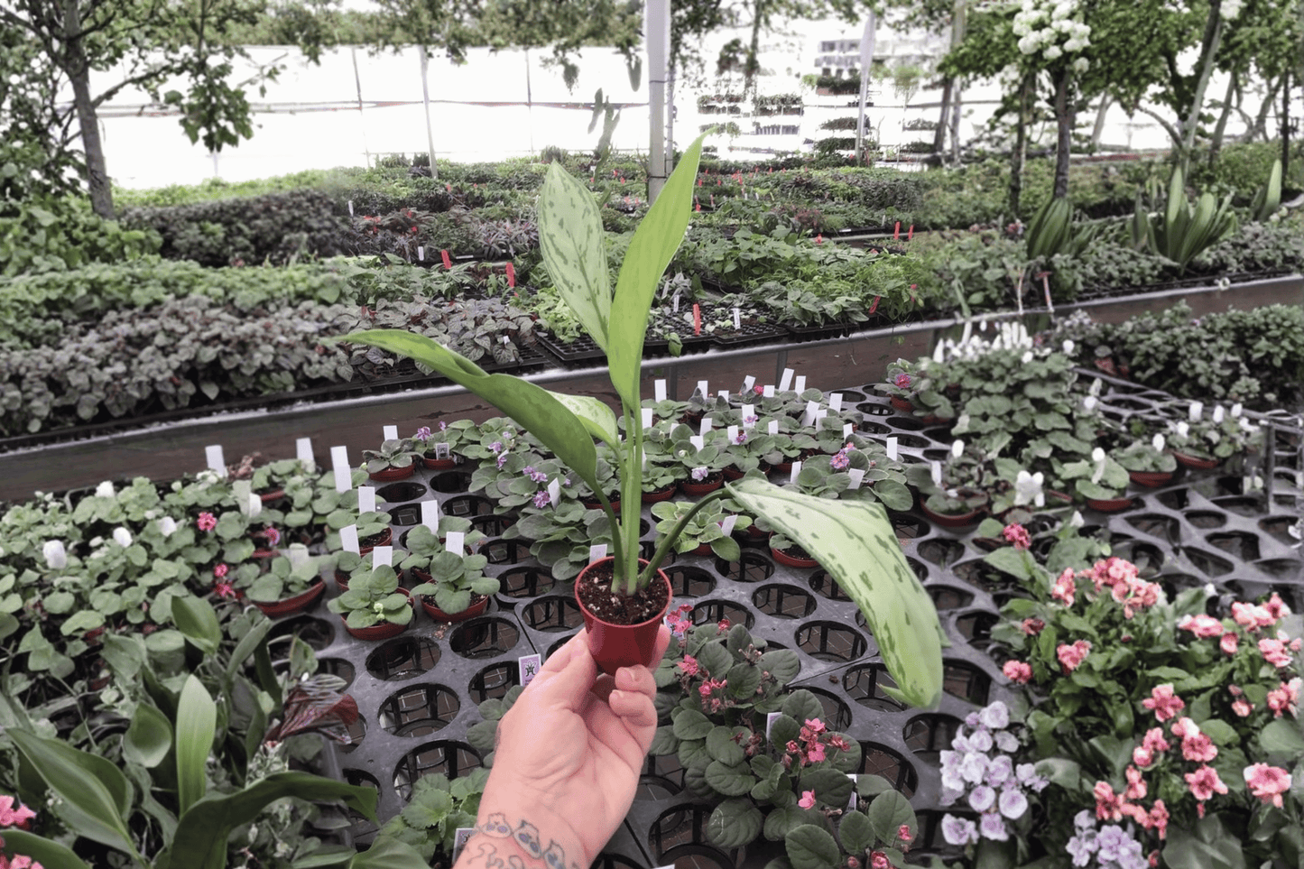 2 Aglaonema 'Silver Queen' Starter Plants – Live Chinese Evergreen Houseplants