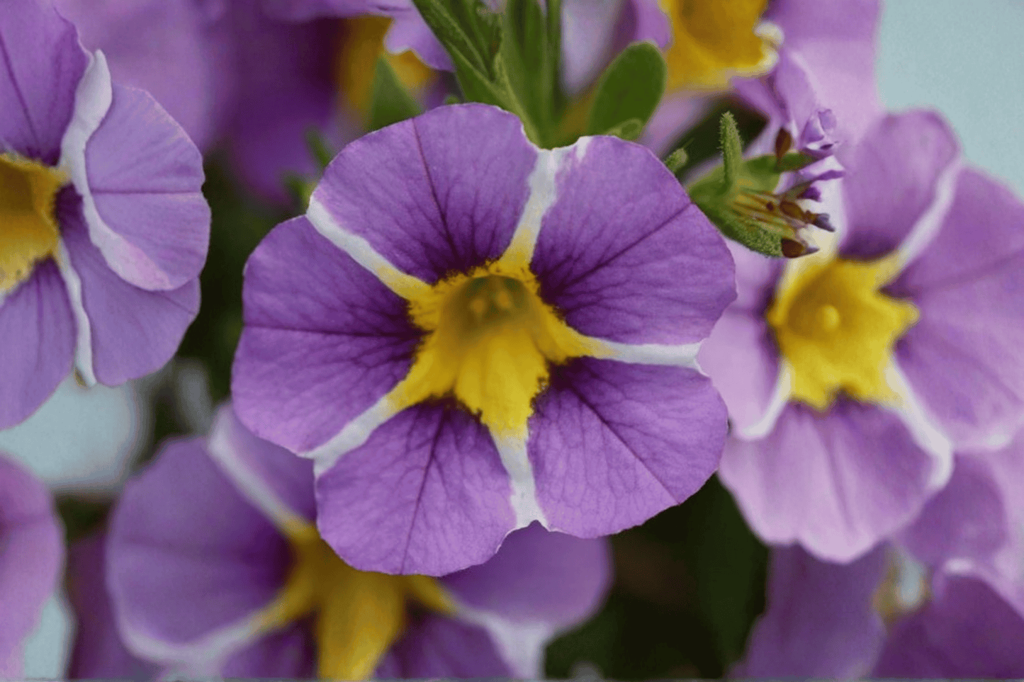 MiniFamous Uno Violet Star Million Bells 1 Live Plant – 4-Inch Pot – Calibrachoa