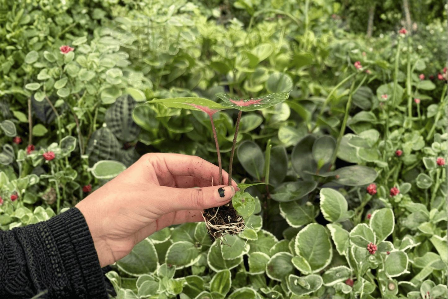 Caladium Bicolor Camilla 2 Exact Live Starter Plants – Caladium bicolor 'Camilla'