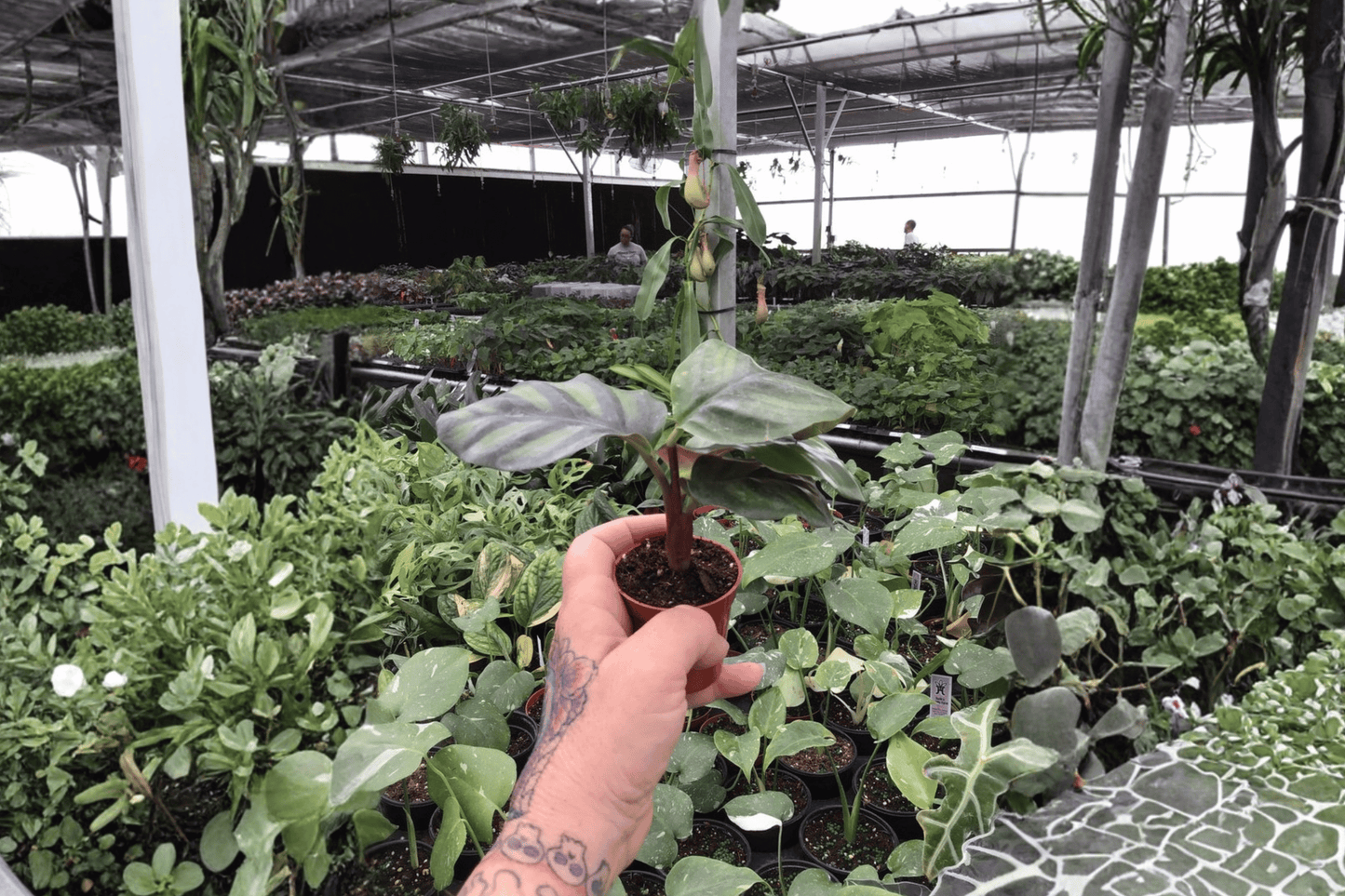 2 Calathea Fasciata 'Rotundifolia' Starter Plants – Bare Root – Goeppertia fasciata