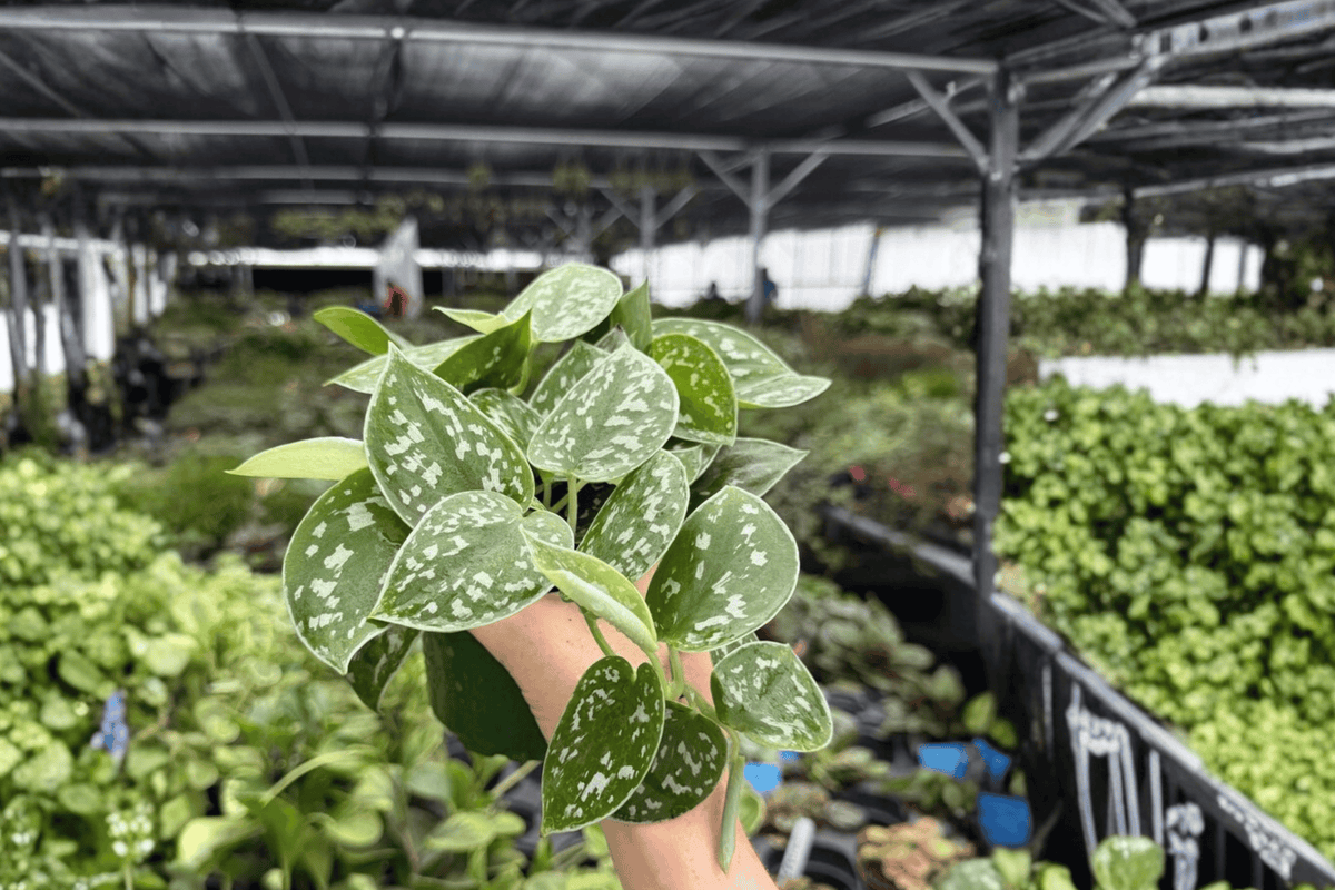 Scindapsus Silvery Ann 2 Exact Live Plants – 4-Inch Pots – Scindapsus pictus ‘Silvery Ann’
