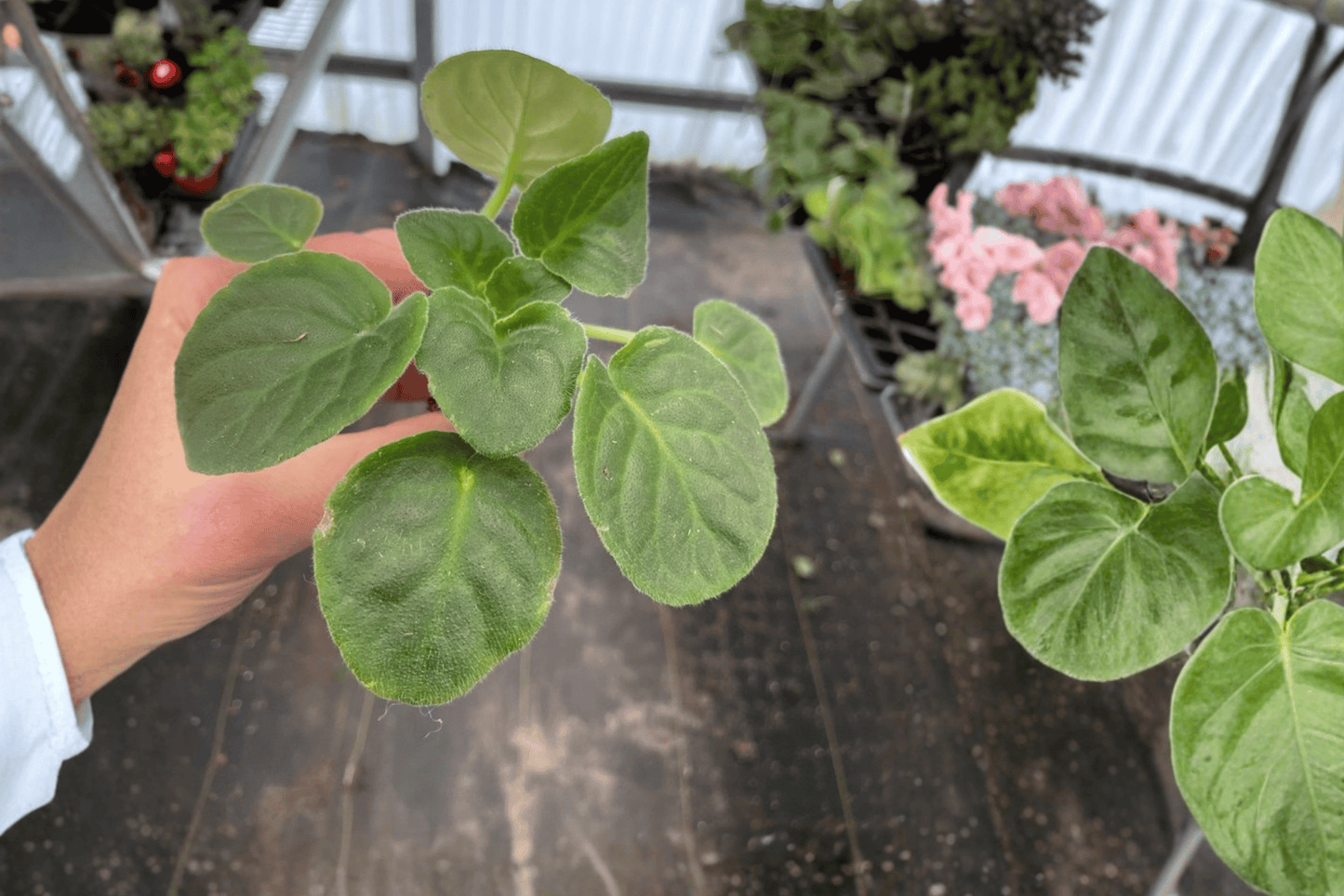 Birth of Galaxy African Violet 2 Starter Live Plants – Streptocarpus ionanthus