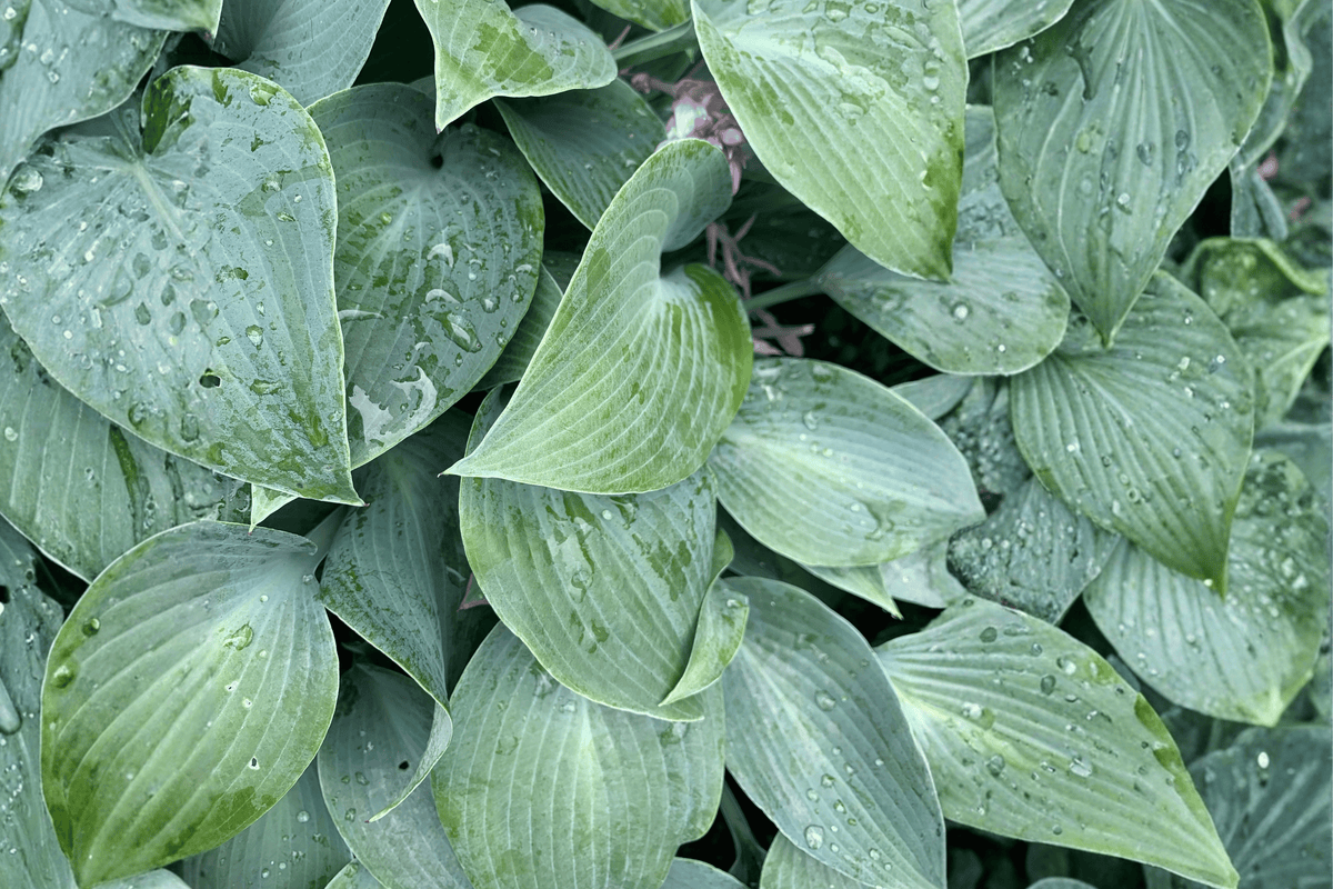 Halcyon Plantain Lily 1 Live Perennial – Hosta ‘Halcyon’ – 1 Gallon Pot